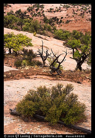 Juniper and sandstone. Navajo National Monument, Arizona, USA