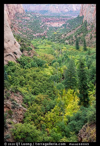 Forest in early autumn, Betatakin Canyon. Navajo National Monument, Arizona, USA (color)