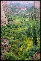 Forest in early autumn, Betatakin Canyon. Navajo National Monument, Arizona, USA ( color)