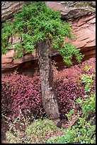 Flowers, pine, and sandstone. Navajo National Monument, Arizona, USA ( color)
