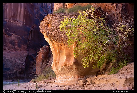 Tree in Paria Canyon. Vermilion Cliffs National Monument, Arizona, USA (color)