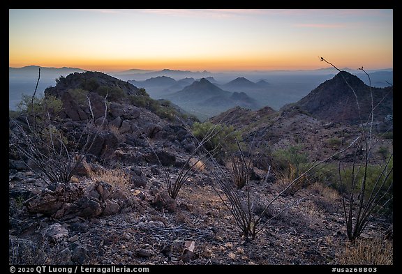 Ocotillo and desert peaks from Waterman Mountains at dawn. Ironwood Forest National Monument, Arizona, USA