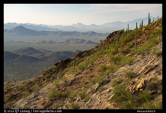 Slope with cactus, Waterman Peak. Ironwood Forest National Monument, Arizona, USA