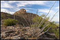 Ocotillo and Waterman Peak. Ironwood Forest National Monument, Arizona, USA ( color)