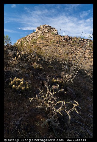 Desert plants and Waterman Peak. Ironwood Forest National Monument, Arizona, USA