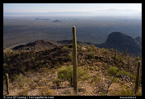 Saguaro cactus and plain from Waterman Peak. Ironwood Forest National Monument, Arizona, USA