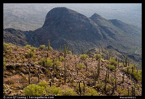 Cactus on Waterman Peak. Ironwood Forest National Monument, Arizona, USA