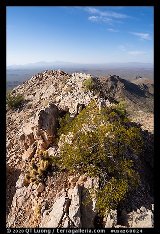 Waterman Peak summit ridge. Ironwood Forest National Monument, Arizona, USA (color)