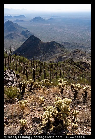 Cholla and saguaro cacti on slopes of Waterman Peak. Ironwood Forest National Monument, Arizona, USA (color)