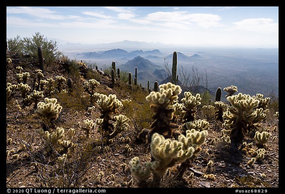 Cholla cacti and desert peaks from Waterman Mountains. Ironwood Forest National Monument, Arizona, USA