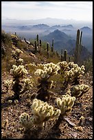 Cholla and saguaro cacti, desert peaks from Waterman Mountains. Ironwood Forest National Monument, Arizona, USA ( color)