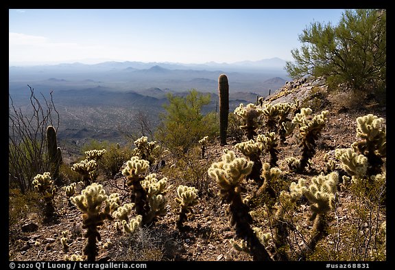Cactus on Waterman Peak. Ironwood Forest National Monument, Arizona, USA