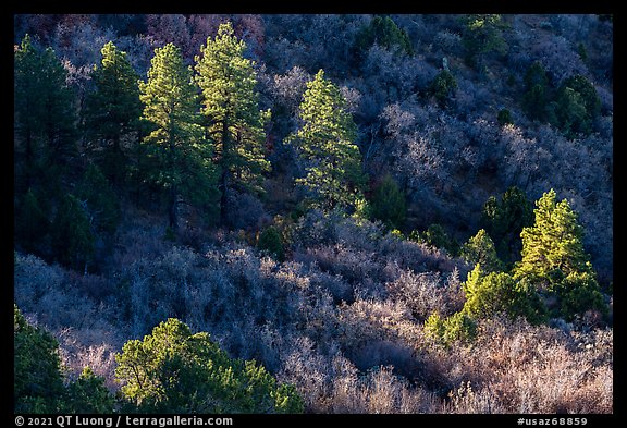 Pine trees and shrubs, Mt Logan. Grand Canyon-Parashant National Monument, Arizona, USA (color)