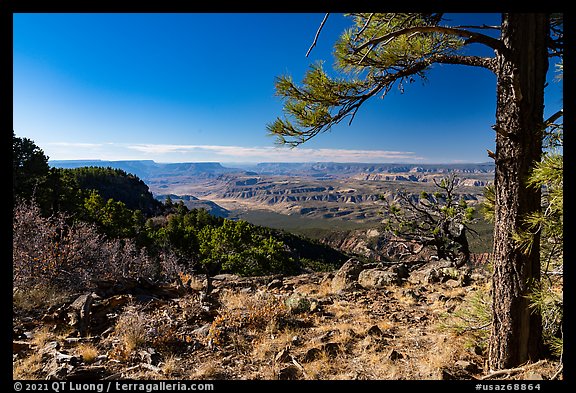 Ponderosa pine framing view from Mt Logan. Grand Canyon-Parashant National Monument, Arizona, USA