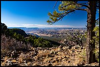 Ponderosa pine framing view from Mt Logan. Grand Canyon-Parashant National Monument, Arizona, USA ( color)