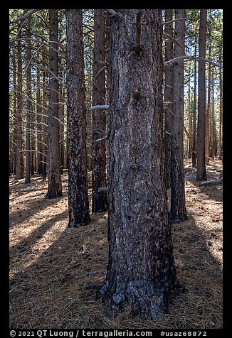 Ponderosa pine forest on Mount Logan. Grand Canyon-Parashant National Monument, Arizona, USA