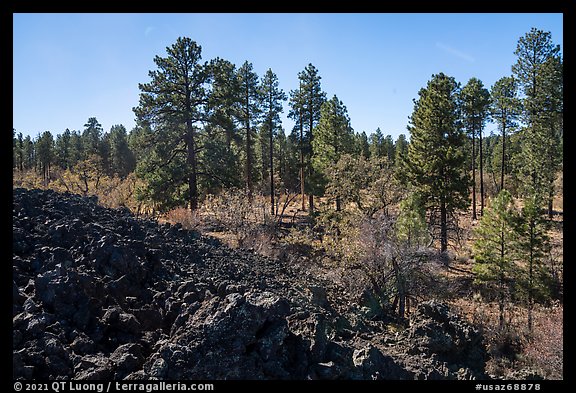 Hardened lava flow and ponderosa pine forest. Grand Canyon-Parashant National Monument, Arizona, USA