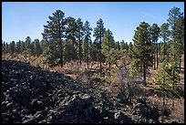 Hardened lava flow and ponderosa pine forest. Grand Canyon-Parashant National Monument, Arizona, USA ( color)