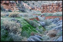 Vegetation and cliffs, Snake Gulch. Baaj Nwaavjo Itah Kukveni – Ancestral Footprints of the Grand Canyon National Monument, Arizona, USA ( color)