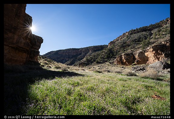 Canyon with lush spring wildflowers in Snake Gulch. Baaj Nwaavjo Itah Kukveni – Ancestral Footprints of the Grand Canyon National Monument, Arizona, USA (color)