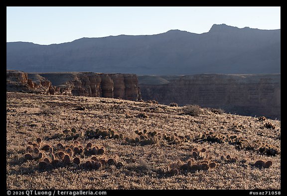 Brady Pincushion Cactus and Marble Canyon. Baaj Nwaavjo Itah Kukveni – Ancestral Footprints of the Grand Canyon National Monument, Arizona, USA (color)