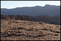 Brady Pincushion Cactus and Marble Canyon. Baaj Nwaavjo Itah Kukveni – Ancestral Footprints of the Grand Canyon National Monument, Arizona, USA ( color)