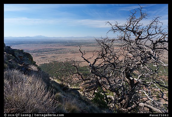 Dead old Juniper tree from Red Butte. Baaj Nwaavjo Itah Kukveni – Ancestral Footprints of the Grand Canyon National Monument, Arizona, USA (color)