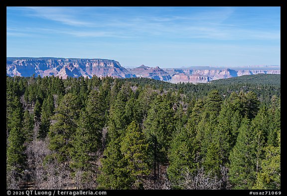 Pine forest and Grand Canyon. Baaj Nwaavjo Itah Kukveni – Ancestral Footprints of the Grand Canyon National Monument, Arizona, USA (color)