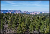 Pine forest and Grand Canyon. Baaj Nwaavjo Itah Kukveni – Ancestral Footprints of the Grand Canyon National Monument, Arizona, USA ( color)