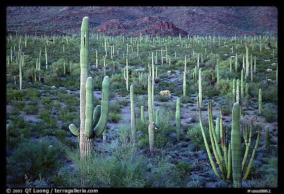 Cacti, Diablo Mountains, dusk. Organ Pipe Cactus  National Monument, Arizona, USA
