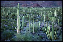 Pictures of Desert Plants
