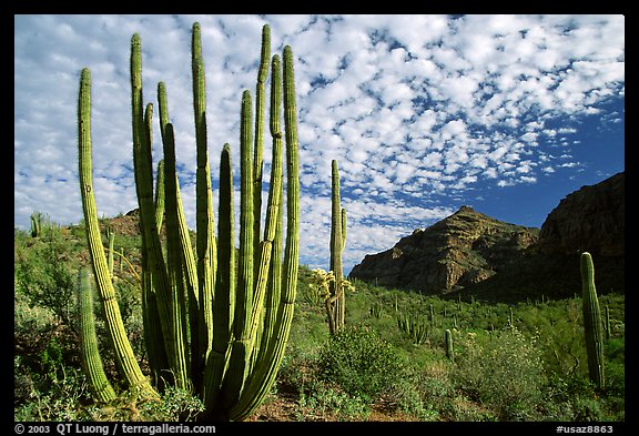 Organ Pipe Cactus (Stenocereus thurberi) and Diablo Mountains. Organ Pipe Cactus  National Monument, Arizona, USA (color)