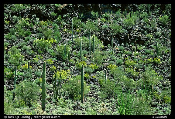 Saguaro Cactus on hillside. Organ Pipe Cactus  National Monument, Arizona, USA (color)