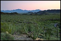 Cactus and Sonoyta Valley, dusk. Organ Pipe Cactus  National Monument, Arizona, USA ( color)