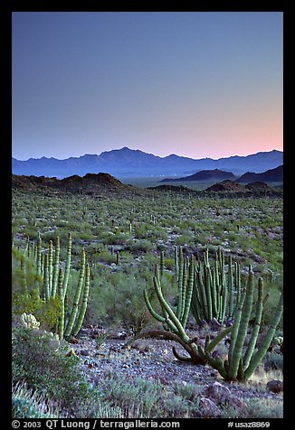 Cactus and Sonoyta Valley, dusk. Organ Pipe Cactus  National Monument, Arizona, USA
