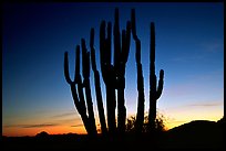 Organ Pipe cactus silhouetted at sunset. Organ Pipe Cactus  National Monument, Arizona, USA (color)