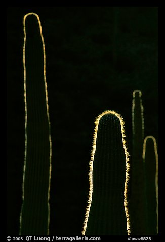 Backlit cactus. Organ Pipe Cactus  National Monument, Arizona, USA