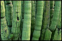 Detail of Organ Pipe Cactus. Organ Pipe Cactus  National Monument, Arizona, USA ( color)