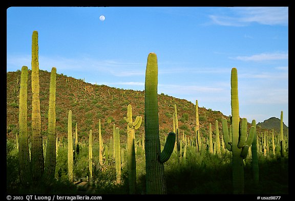 Saguaro cactus and moon. Organ Pipe Cactus  National Monument, Arizona, USA (color)