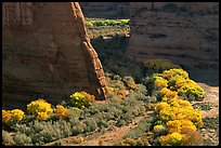 Cottonwoods in fall color and walls, White House Overlook. Canyon de Chelly  National Monument, Arizona, USA
