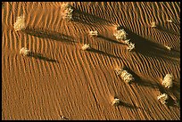 Bushes on sand dune. Canyon de Chelly  National Monument, Arizona, USA (color)