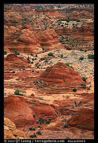 Sandstone mounds. Coyote Buttes, Vermilion cliffs National Monument, Arizona, USA