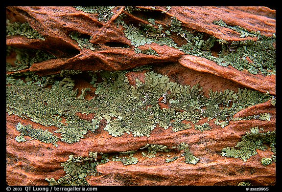 Close up of rock and lichen. Coyote Buttes, Vermilion cliffs National Monument, Arizona, USA (color)