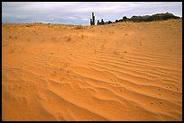 Pink sand and Yei bi Chei. Monument Valley Tribal Park, Navajo Nation, Arizona and Utah, USA ( color)
