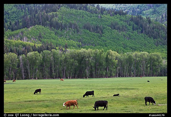 Cows in meadow and aspen covered slopes in spring. Colorado, USA