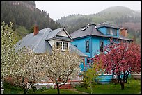 Flowering trees and houses. Telluride, Colorado, USA