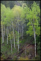 Aspen trees with new spring leaves. Colorado, USA
