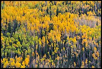 Slope with aspens in fall color, Rio Grande National Forest. Colorado, USA ( color)
