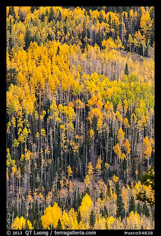 Aspens in autumn foliage on hillside, Rio Grande National Forest. Colorado, USA