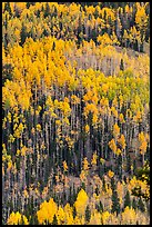 Aspens in autumn foliage on hillside, Rio Grande National Forest. Colorado, USA ( color)